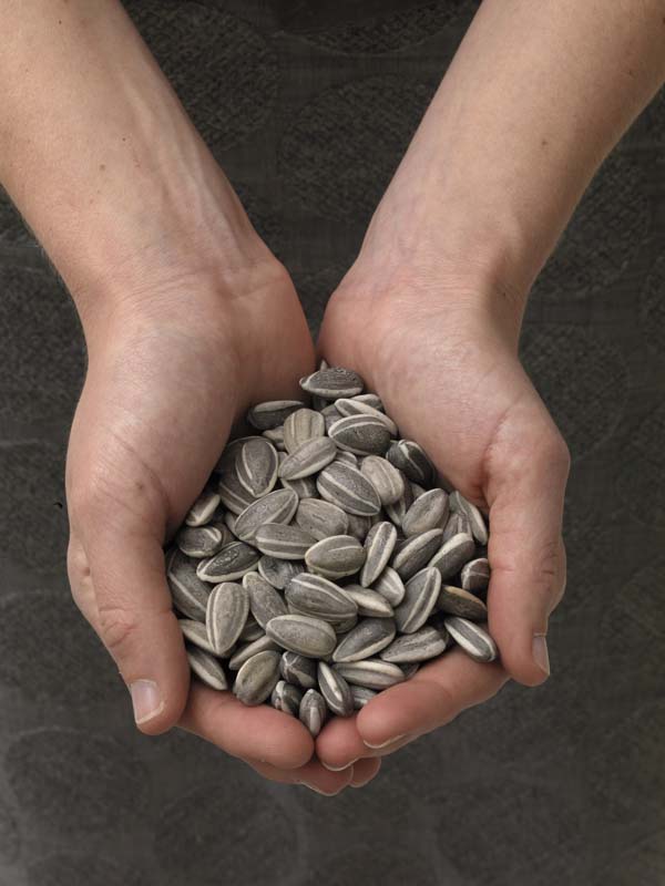 Ai Weiwei, Sunflower Seeds, 2010, porcelain, 500kg, image courtesy White Rabbit Gallery