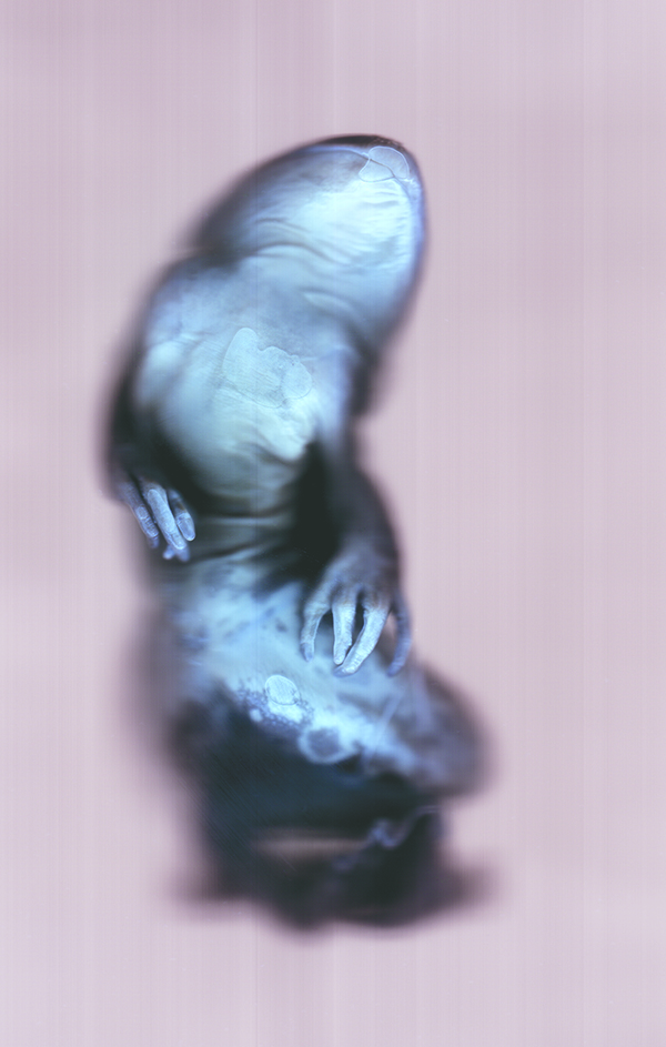 Ann Hamilton, Digital scan of specimens from University of Washington’s Burke Museum of Natural History and Culture Herpetology Collection. 2014. Courtesy of the artist.