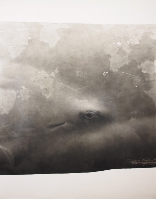 Jonathan Delafield Cook Sperm whale (Physeter macrocephalus) (detail) 2013 graphite on canvas 6 panels: 245 x 1200 cm overall Courtesy the artist and Olsen/Irwin Gallery, Sydney 