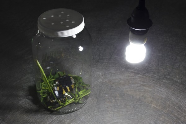 Joel Dean. Untitled, 2015; Solarbotics Photopopper Photovore V5.0, glass jar; 11" x 7" x 7". Courtesy of the Artist and City Limits, Oakland.